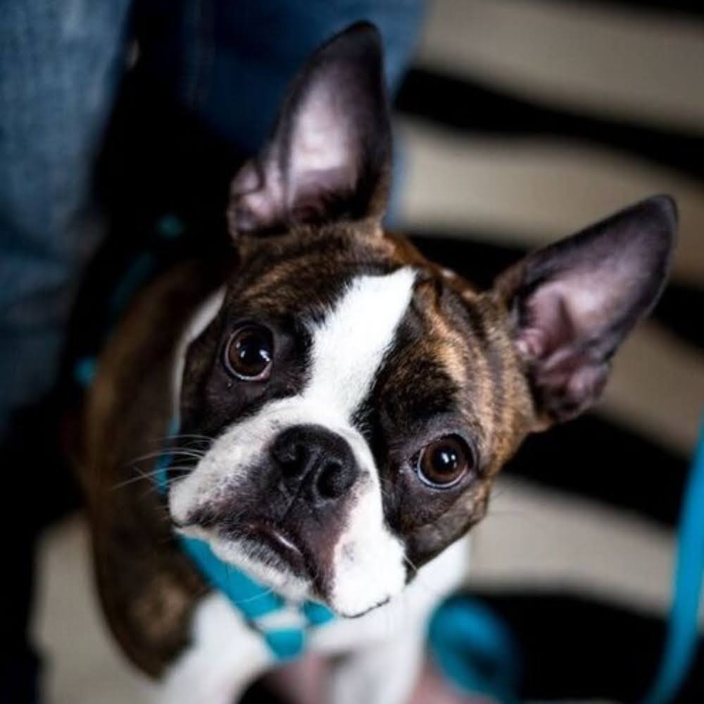 A brown brindle and white Boston terrier dog with brown eyes and a blue collar, looking upward at the viewer.