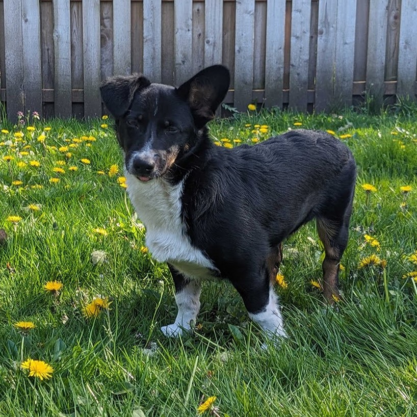 A black, white, and tan dog with brown eyes and one floppy ear standing in a grassy yard with yellow dandelion flowers and a wooden fence in the background.