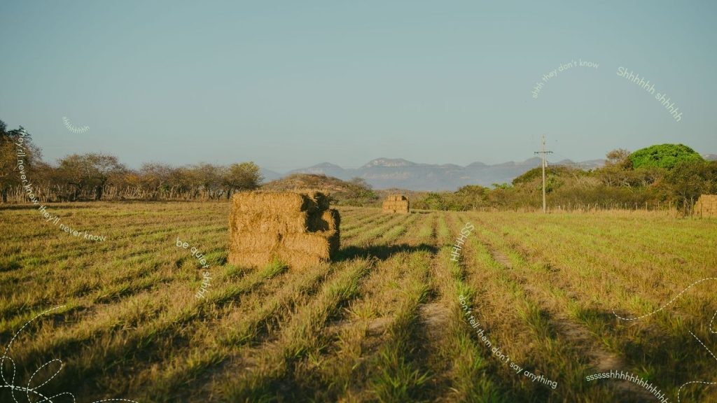 A sunny photo of a field, lined with trees in the farground, and stacks of hay in the center. Swirling around the field and in the sky is whispering texts in light blue font.