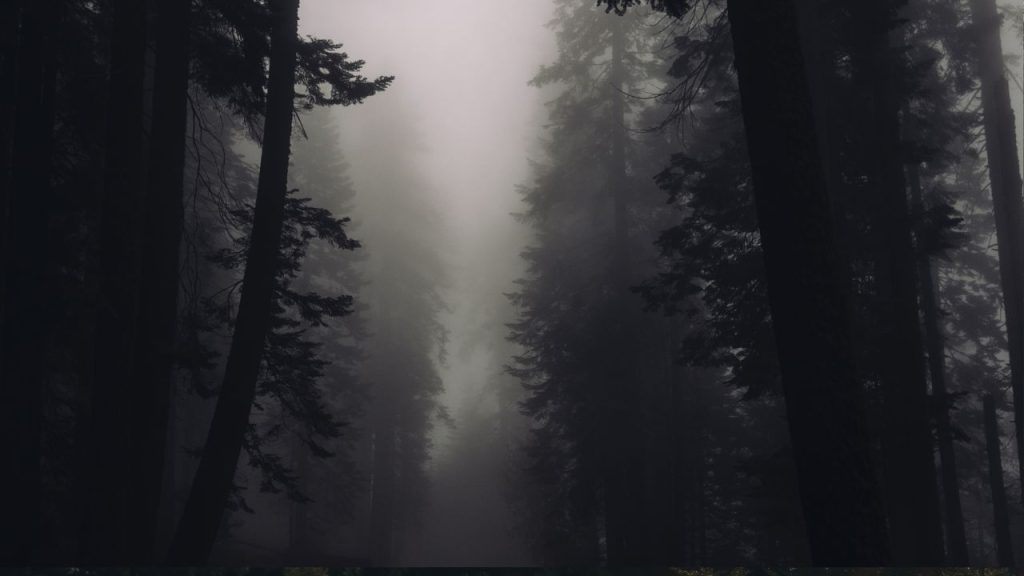 An image of dark, foggy, Appalachian woods.