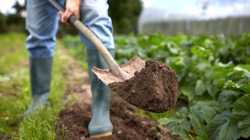 A person in jeans and boots digging up soil in a garden.