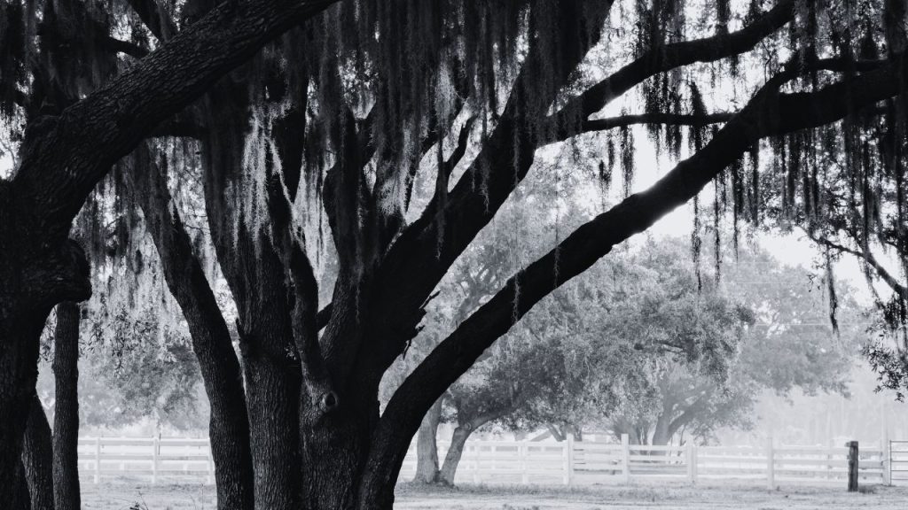 A large tree in a field, separated from other trees by a white fence; the image is black and white.